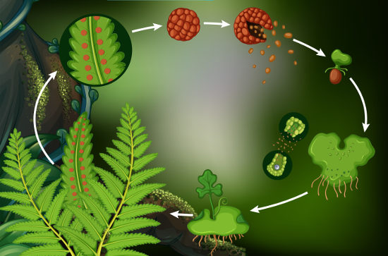 As pteridófitas têm um ciclo de vida com alternância de gerações.