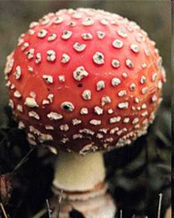 Os fungos auxiliam no equilíbrio do meio ambiente, mas também são causadores de algumas infecções