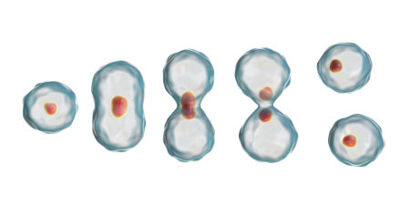 A mitose caracteriza-se pela divisão da célula em duas, que apresentam o mesmo número de cromossomos