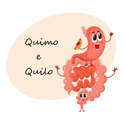 O quimo e o quilo são formados, respectivamente, no estômago e no intestino durante a digestão dos alimentos