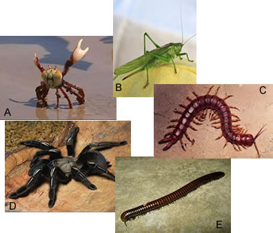 Figura A: caranguejo; Figura B: gafanhoto; Figura C: lacraia; Figura D: aranha; Figura E: piolho-de-cobra