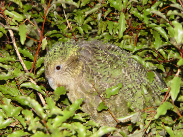 O Kakapo é um papagaio que não voa e é encontrado na Nova Zelândia *