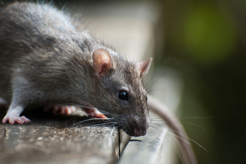 Os roedores são grandes transmissores da Leptospirose