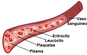 Observe os componentes do sangue humano