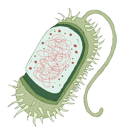 A célula procarionte tem seu material genético disperso no citoplasma e ausência de organelas membranosas