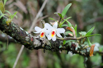 As orquídeas vivem sobre árvores, porém não causam prejuízo a essa planta