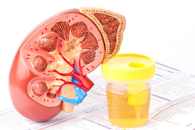 A urina é formada nos rins, mais precisamente nos néfrons
