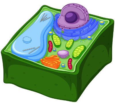 O envoltório mais externo de uma célula vegetal é chamado de parede celular
