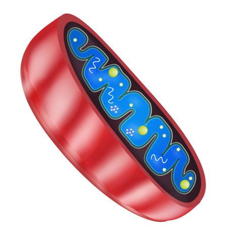 A mitocôndria é uma organela da célula eucarionte onde ocorre parte da respiração celular
