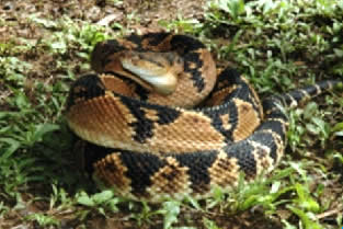 Serpente cascavel do deserto para colorir e imprimir