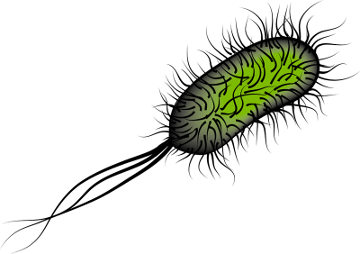 A E. coli  é encontrada no intestino e não causa danos à saúde