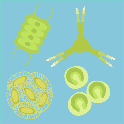 O fitoplâncton é constituído por algas e cianobactérias.