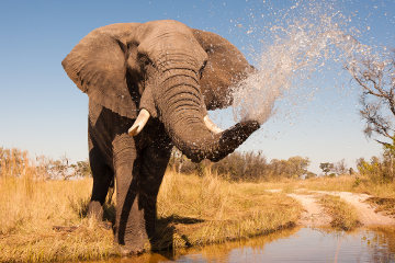 A tromba do elefante ajuda o animal a pegar alimento e beber água