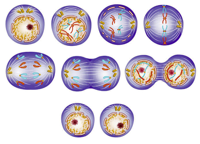 Divisão celular: o que é, tipos, etapas, exercícios
