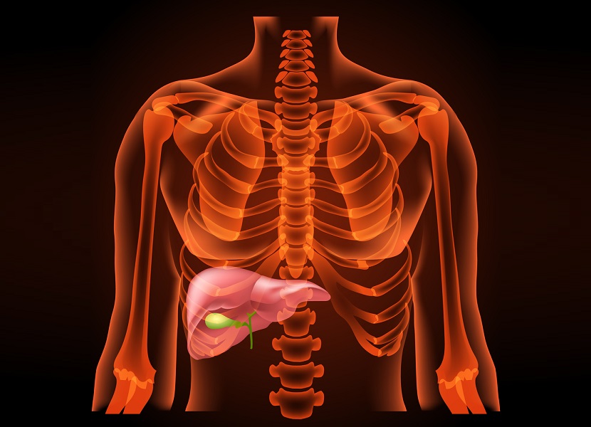 A vesícula biliar é um órgão localizado na superfície inferior do fígado (representada em verde na figura)