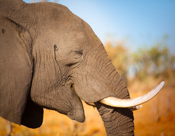 Os elefantes estão sendo caçados para a retirada de suas longas presas
