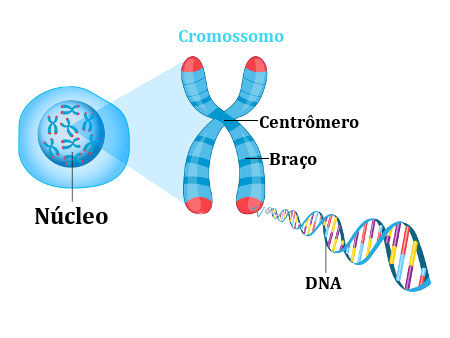 Os cromossomos são formados por DNA