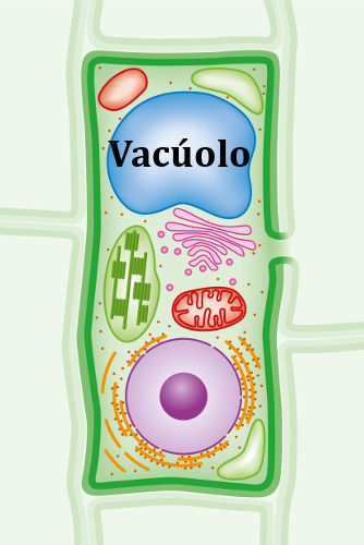 Em alguns casos, o vacúolo ocupa a maior parte da célula vegetal