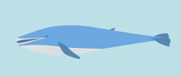 A baleia-azul é o maior mamífero do mundo
