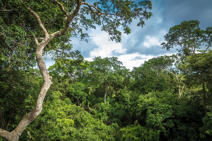 As chuvas na Região Amazônica relacionam-se com a presença da própria floresta