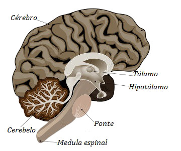 O sistema nervoso central é formado pelo encéfalo e pela medula espinal