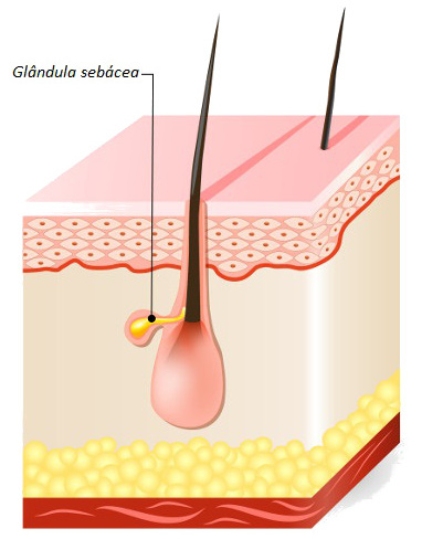 A glândula sebácea é encontrada normalmente em associação com pelos