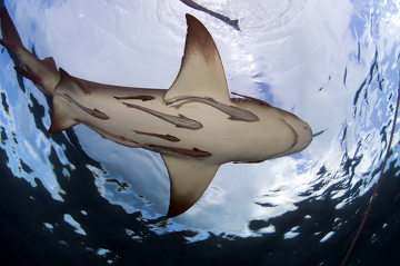 A rêmora alimenta-se dos restos das presas do tubarão sem lhe causar nenhum prejuízo
