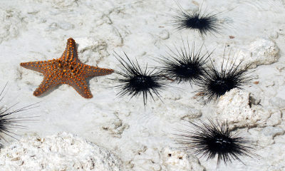 Como exemplo de equinodermos, podemos citar a estrela-do-mar e o ouriço-do-mar