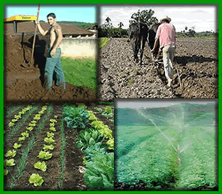 A adubação, a aragem e a irrigação são algumas técnicas utilizadas nas plantações