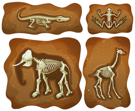 Os fósseis são uma das evidências da evolução das espécies