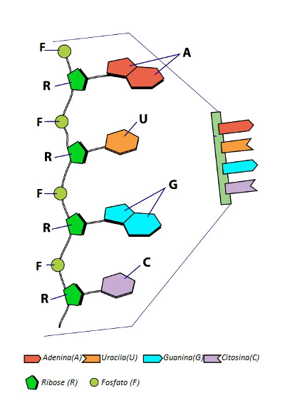 As moléculas de RNA apresentam apenas uma fita simples