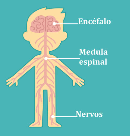 O sistema nervoso é formado pelo sistema nervoso central e pelo sistema nervoso periférico
