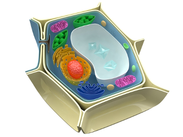 A célula apresenta várias estruturas que ajudam a mantê-la viva