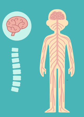 O sistema nervoso pode ser classificado em duas porções: sistema nervoso central e sistema nervoso periférico