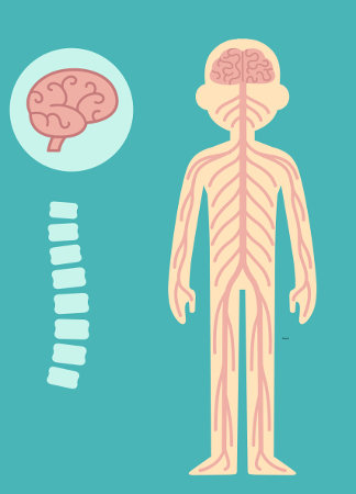 Sistema Nervoso - Corpo Humano para crianças 