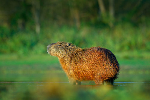 A capivara é um animal nativo da América do Sul e vive próximo a ambientes aquáticos