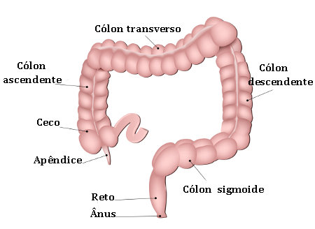 Observe as principais partes do intestino grosso