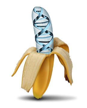 Os organismos geneticamente modificados são criados por intermédio da Engenharia Genética