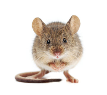 Segundo a teoria da abiogênese, seria possível criar ratos a partir de roupas e trigo