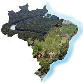 Brasil: Vegetação - Disciplina - Geografia