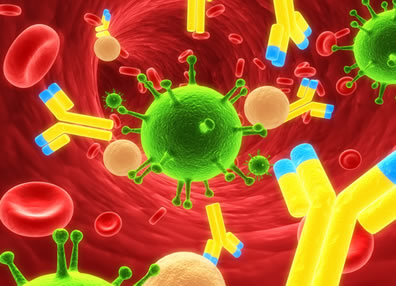 O sistema imunitário age como um exército defendendo o nosso corpo
