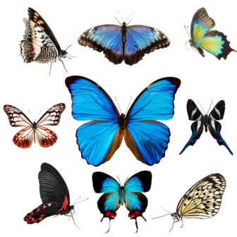 As borboletas e mariposas são insetos da ordem Lepdoptera