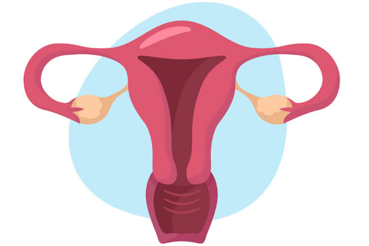 O útero é um órgão do sistema reprodutor feminino.