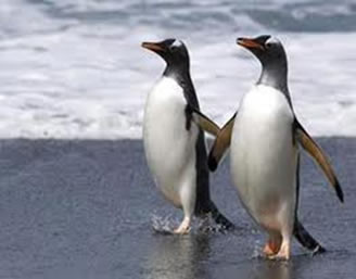 Unfreeze Penguins  Esses pinguins simpáticos precisam ser