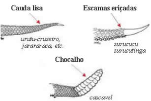 Surucucu - características, ecologia - Cobras - InfoEscola