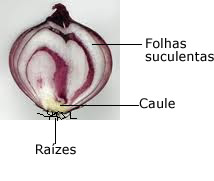 vegetais de caule subterrâneos