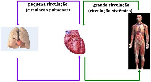 O coração participa da pequena e da grande circulação.