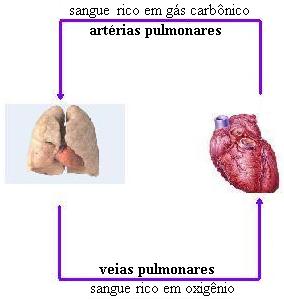 Uma das tarefas do sistema cardiovascular.