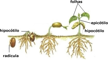 Germinação da semente. Era uma vez uma semente... - Escola Kids