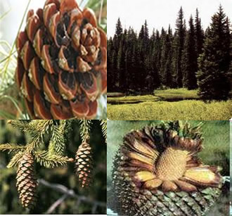 As gimnospermas foram as primeiras plantas a apresentar sementes